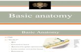 Basic Neuroanatomy ppt slides