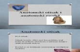 Anatomski Otisak i Anatomski Model2003