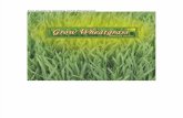 Five Secrets to Growing Great Wheat Grass