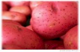 Poisonous Potato Controversy