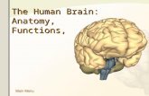 CNS Brain Anatomy Pics