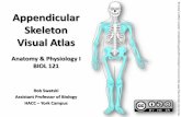 Bones of the Appendicular Skeleton - A Visual Guide