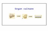 Organ Culture SMP