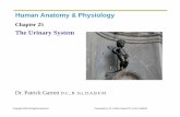 The Urinary System.pdf