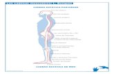 Busquet - Cadenas Musculares.pdf
