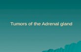 Tumours of the Adrenal Gland