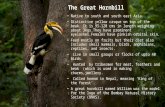 The great hornbill