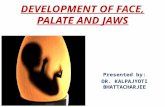 Development of face, palate and jaw