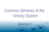 1st science 22 common ailments of the urinary system