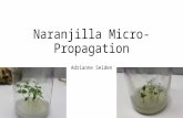 Naranjilla Micro-Propagation