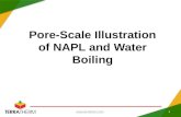 Pore-Scale Illustration of NAPL and Water Boiling