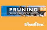 Pruning Plants: Why, How & When | Tips from The Grounds Guys®