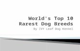 IVY Leaf Dog Kennel World's Top 10 Rarest Dog Breeds