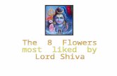 [20100212]   8 Flowers That Please Lord Shiva