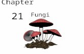 Biology - Chp 21 - Fungi - PowerPoint