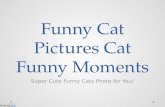 Funny Cat Pictures Cat Funny Moments