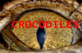 Crocodiles for 2nd graders