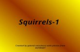Squirrels 1