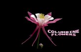 Columbine Flowers