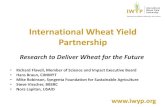 International Wheat Yield Partnership