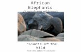 African Elephants-Lords Of The Jungle