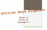 Endangered African Bush Elephant 2nd period Erin, Hannah, Kate