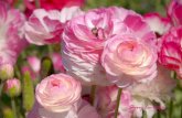 A Collection Of Ranunculus Flowers