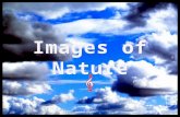 Images Of Nature 01(V M )