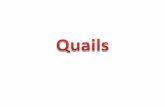 Quails Pheasants