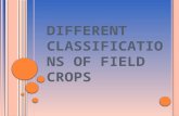 Different classifications of field crops.agronomy