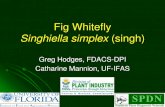 Fig Whitefly