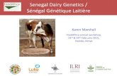 Senegal dairy genetics / Sénégal génétique laitière