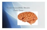 Your Incredible Brain: Part Two