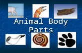 Animal body-parts