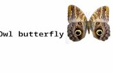 Owl butterfly1