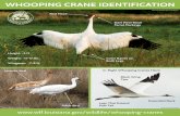 Whooping Crane Fact Sheet