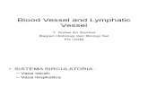 Blood and Lymphatic Vessel