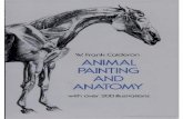 Animal Painting and Anatomy