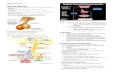 SBCM Anterior Pituitary Handout