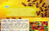 How Honey is Made (Text Procedure)