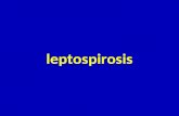 leptospirosis doang