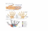 Anatomy of Wrist and Hand
