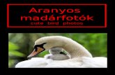 ARANYOS MADARFOTOK