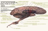 Anatomia Humana  Prives Tomo3