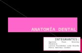 Anatomadental Clinica Estomatologica Integral Del Niño I
