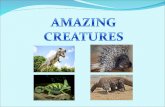 Amazing Creatures
