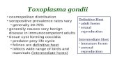 Toxoplasma gondii cosmopolitan distribution seropositive prevalence rates vary generally 20-75% generally causes very benign disease in immunocompetent.