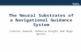 The Neural Substrates of a Navigational Guidance System Lorelei Howard, Rebecca Knight and Hugo Spiers.
