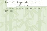 Sexual Reproduction in Plants Involves production of haploid gametes.