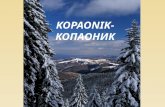Kopaonik is in the central part of Serbia, 230км from Belgrade. Kopaonik is possible to reach from the resort " Josanicka spa " and Brus. Zones with especially.